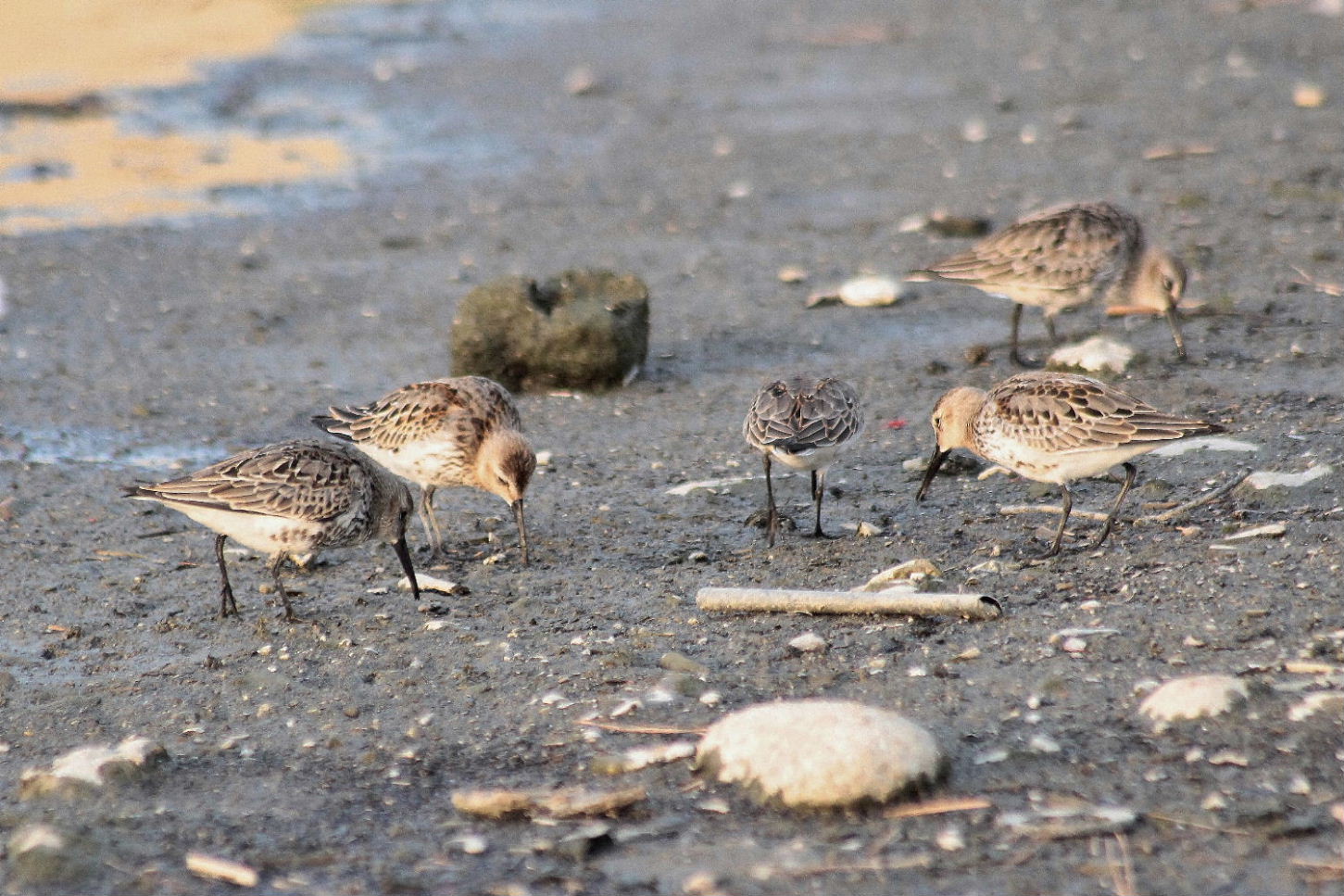 Calidris alpina  Piovanello pancianera